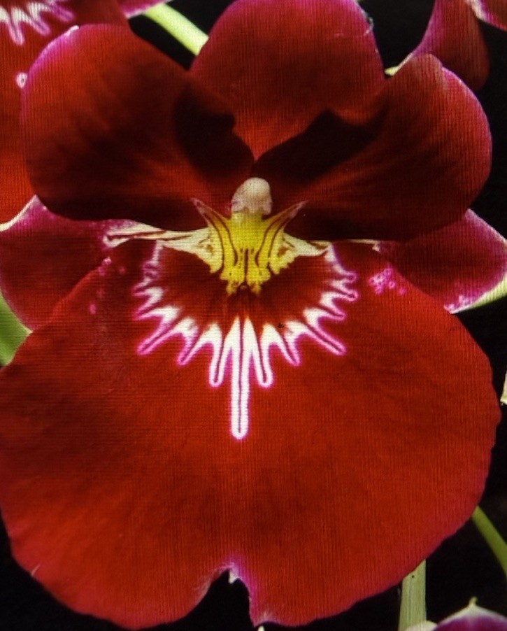Orchid Plant Miltoniopsis Bertfield Eileen AM/AOS One rooted Bulb bare root