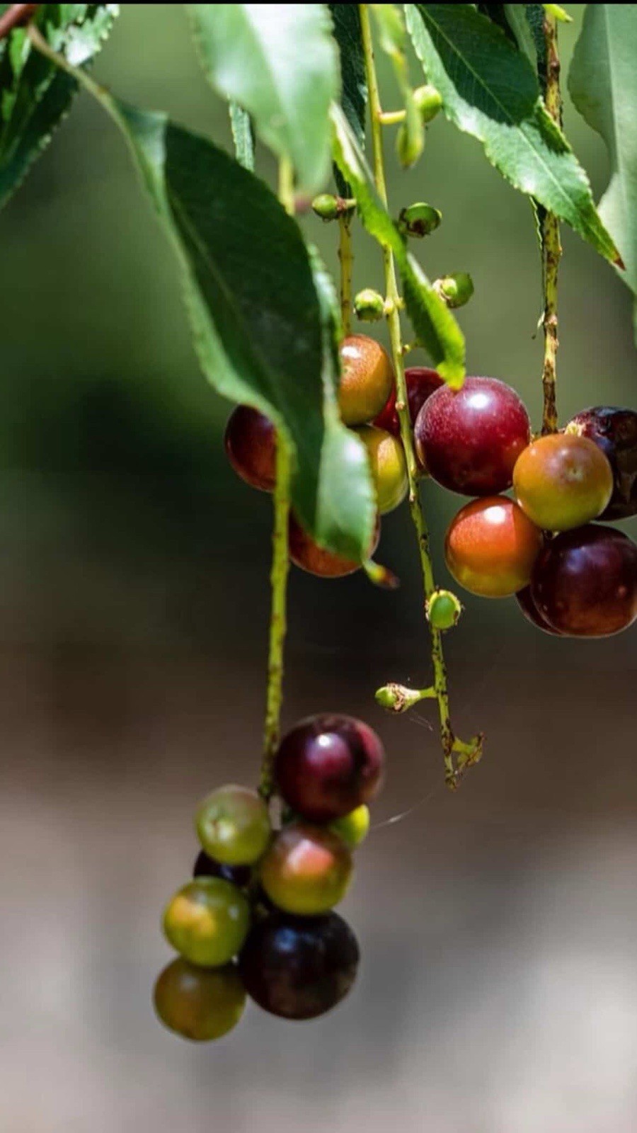 15 (Capulin) Cherry Seeds Prunus serotina 🌳