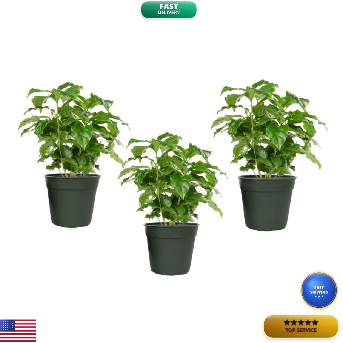 American Plant Exchange Arabica Coffee 3 Pack Fuit Producing Live Plants Three