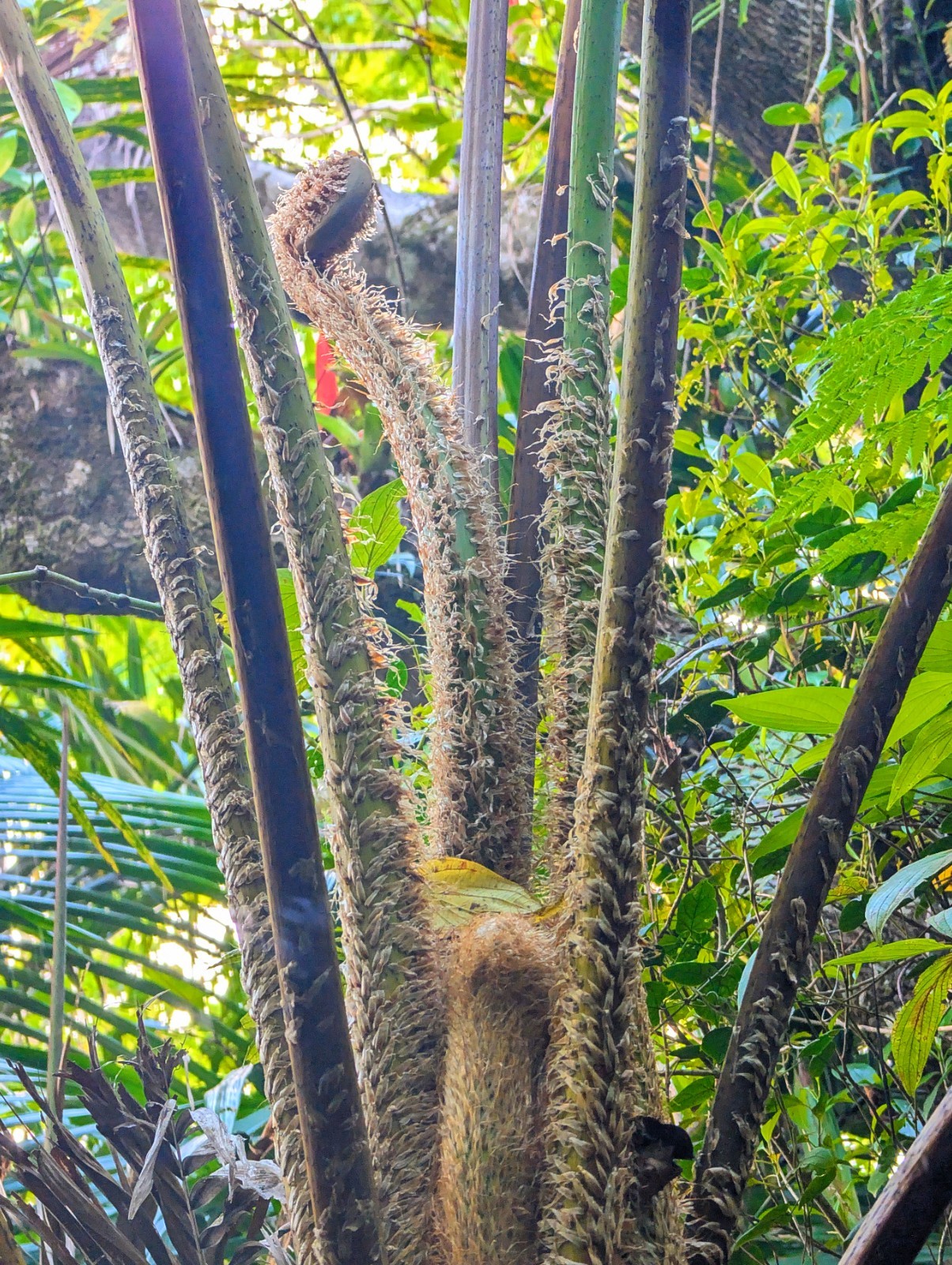 LIVE Mature, wider trunk : Cyathea ARBOREA Giant TREE FERN 7″ inch, exotic fern