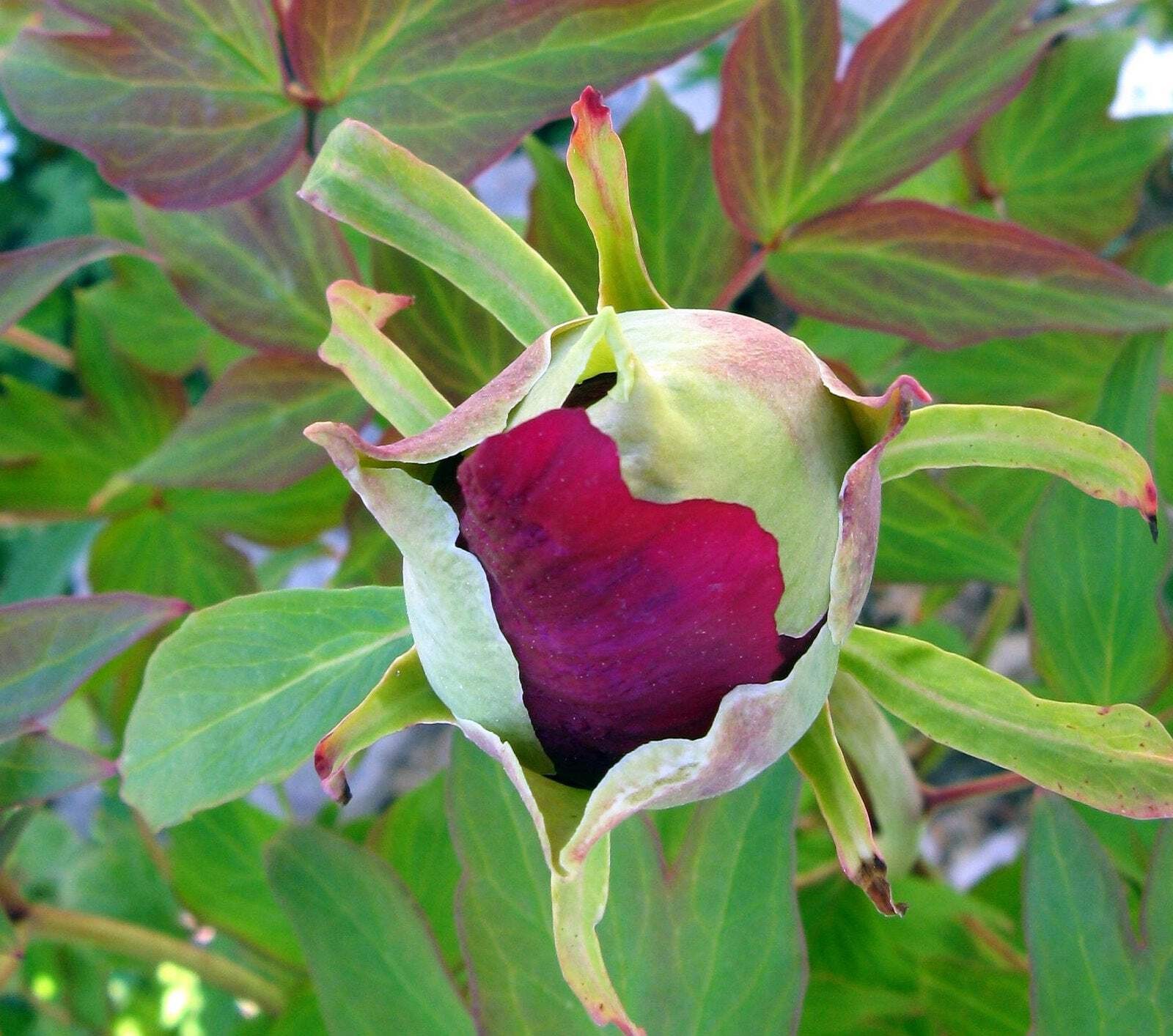 Hatsugarasu Japanese large flower tree peony Preorder for fall 2026