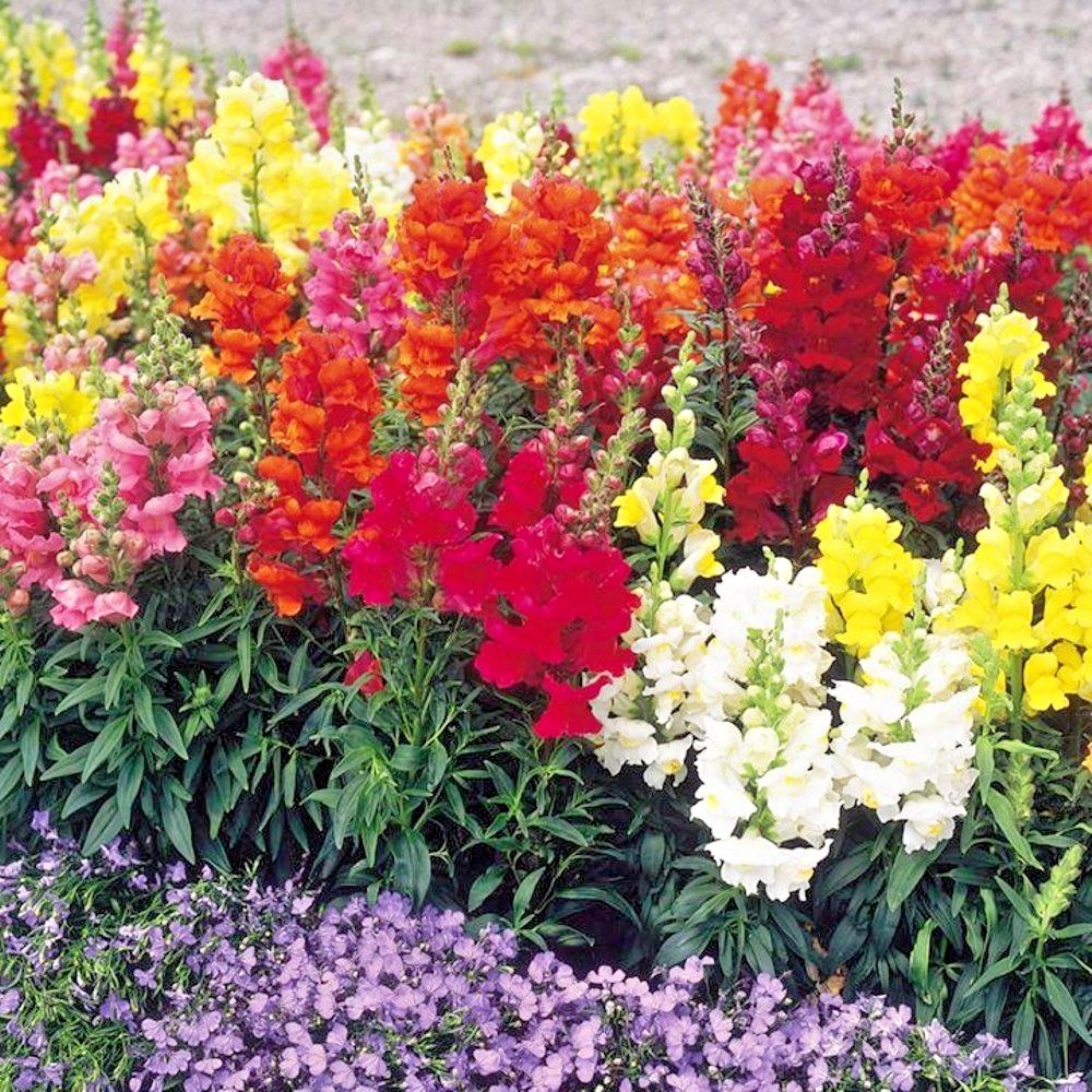 2000+SNAPDRAGON TETRA MIX Flower Seeds Spring Fall Garden Patio Container Easy