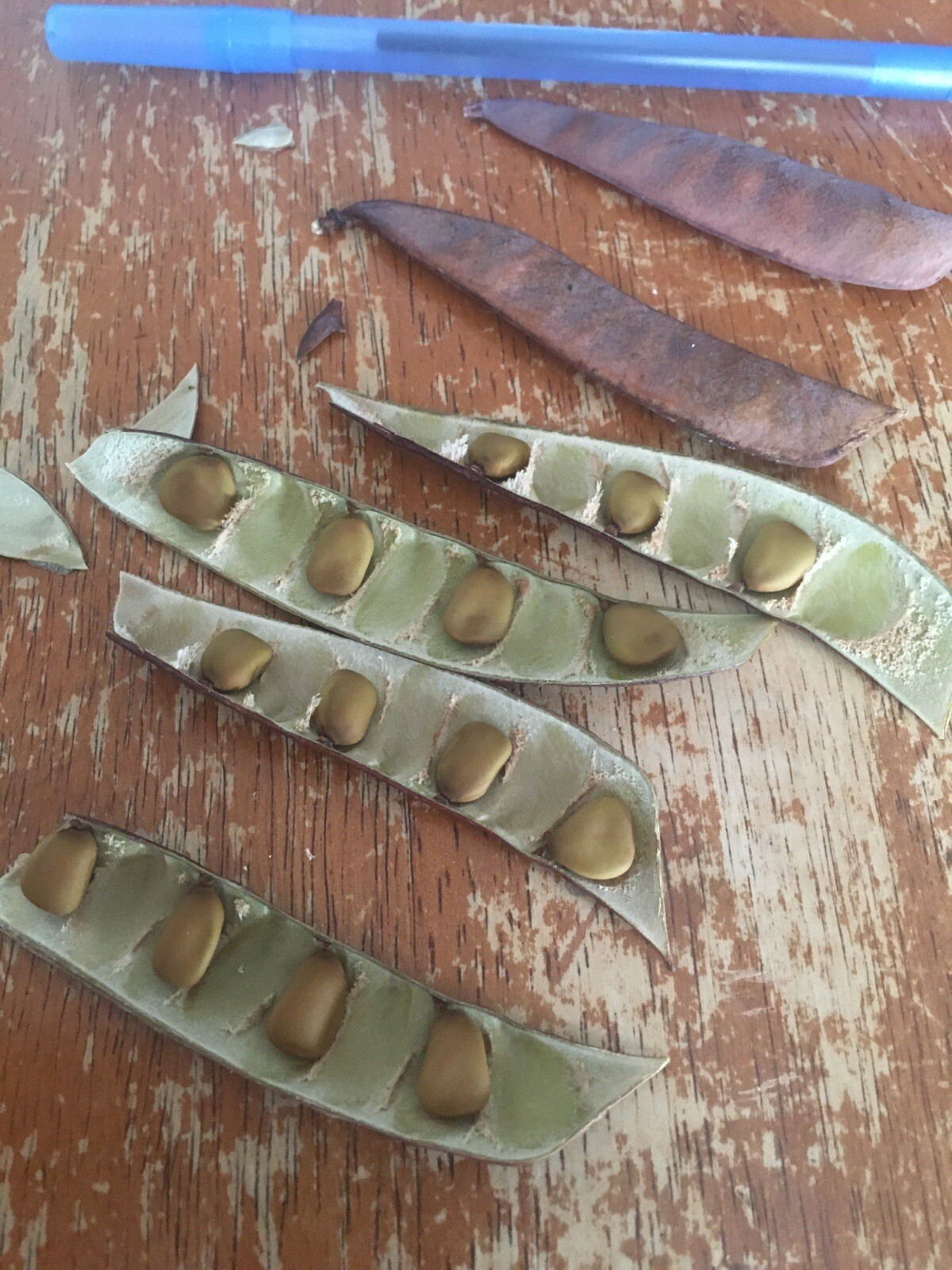 Pride of Barbados  15 seeds