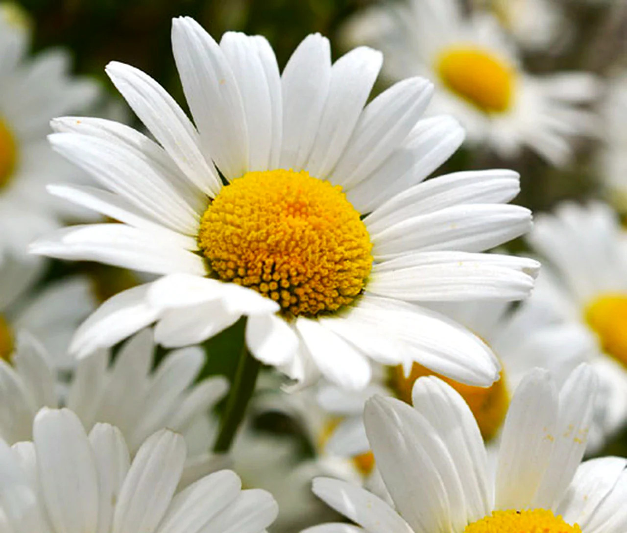 Shasta Daisy Seeds | Classic White Daisies Wildflower Perennial Flower Seed 2025