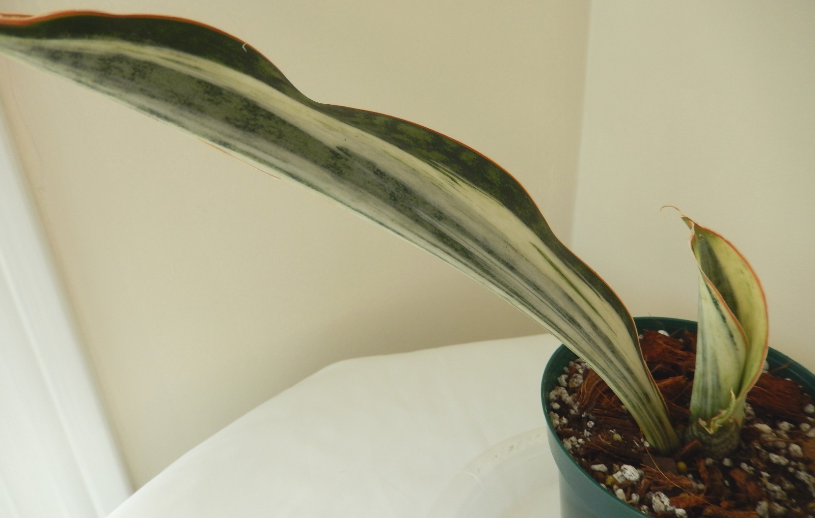 White Variegated Whale Fin Sansevieria Rooted In 4″ Pot Tag #34