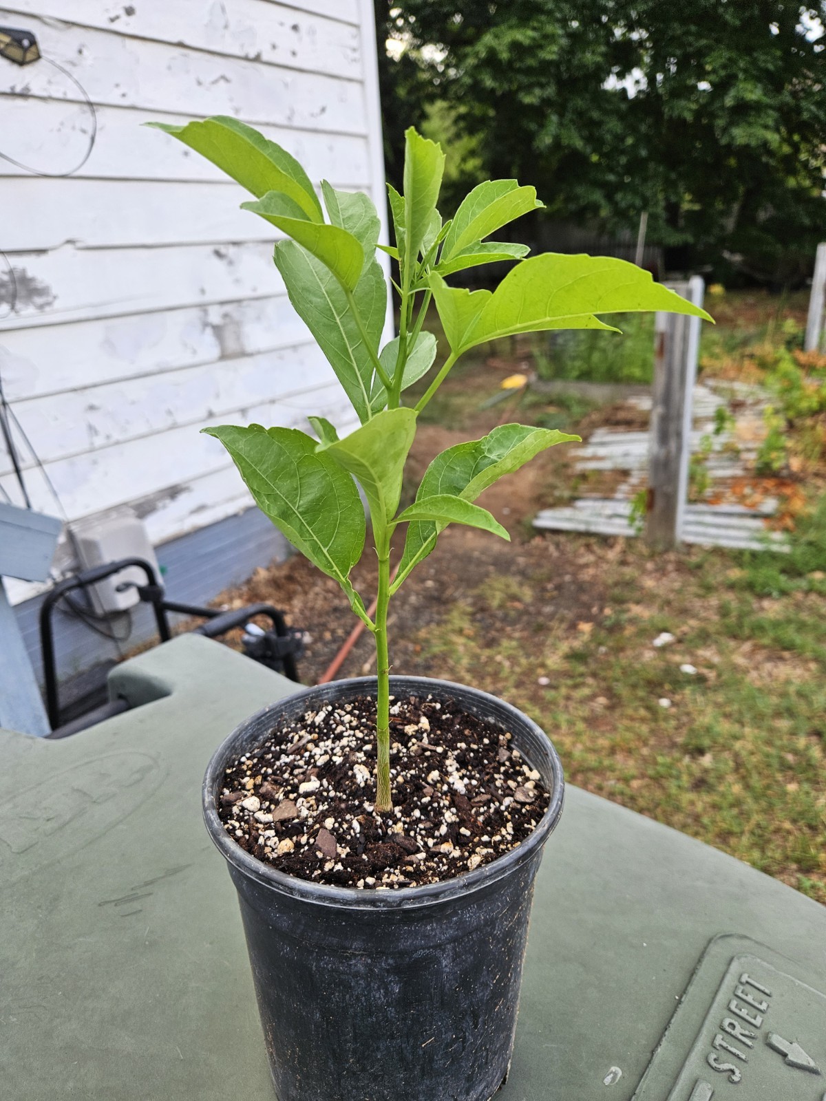 Bonsai Tree Starter Seedling Live Caudex Plant Baobab Boab Bottle Tree