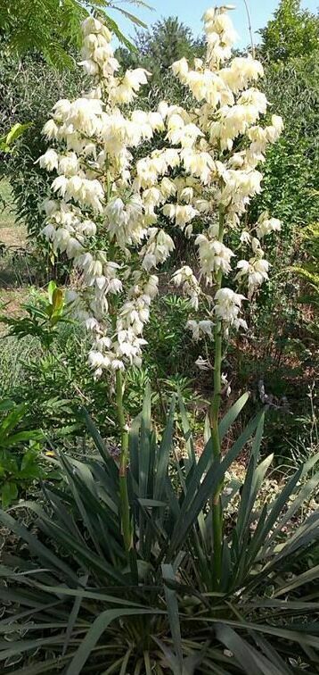 6 Adam’s Needle Yucca (Yucca Filamentosa) Bulbs/Rhizomes- Fresh & Ready To Plant