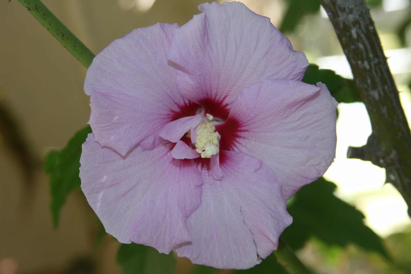 (5) Unrooted Cuttings Rose-of-Sharon ~Lavender~ Double, Stem, Bush/Shrub/Tree