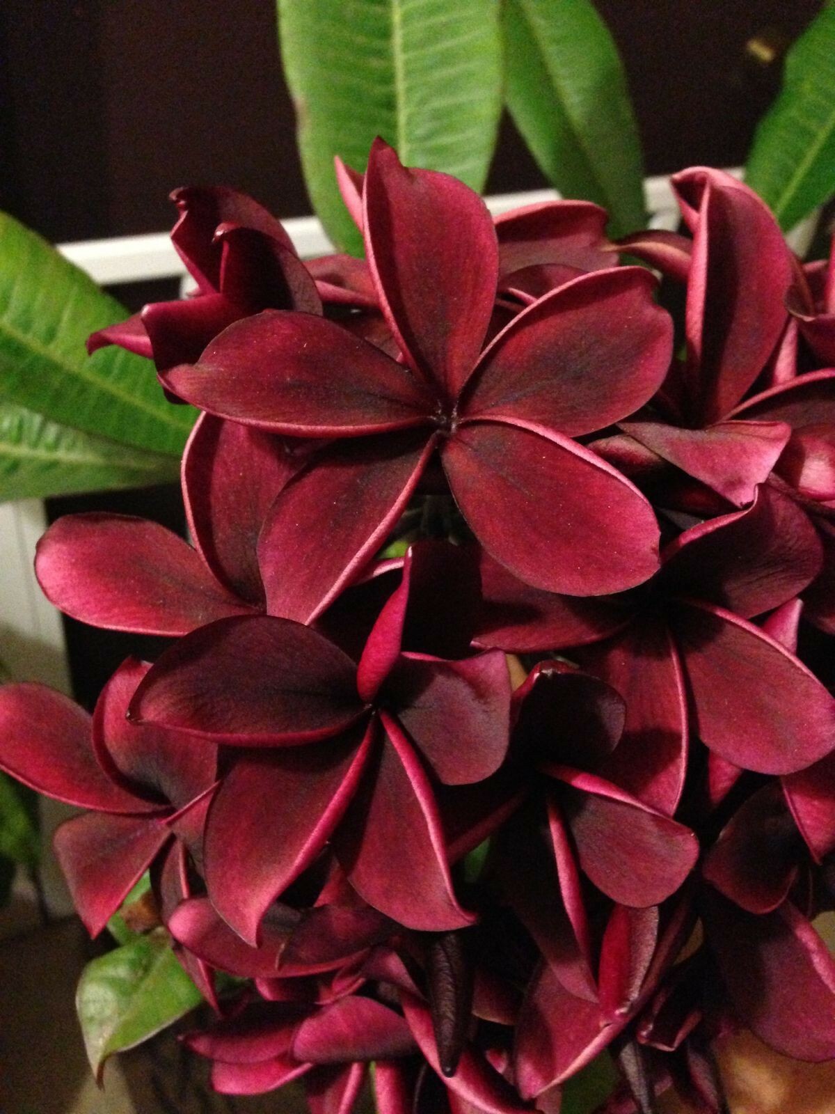 5 Deep Red Plumeria Seeds Plants Flower Flowers Perennial Seed 522