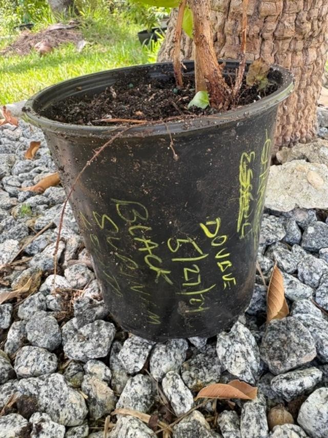 ~24 MO TRIPLE SURINAM BLACK CHERRY SEEDLINGS (EUGENIA UNIFLORA/LOLITA CULTIVAR)