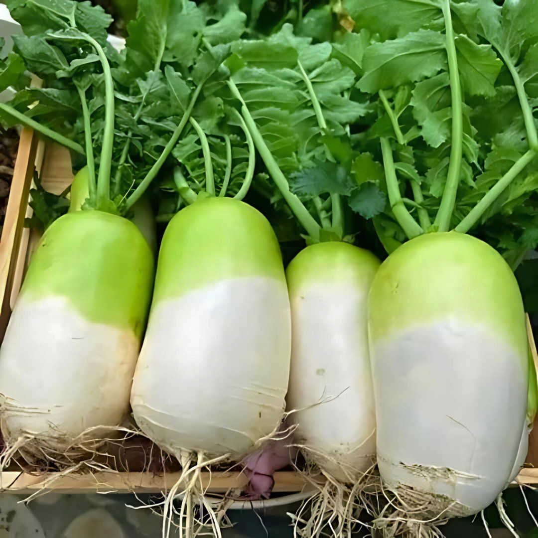 Fresh Korean Radish Seeds | Cheong Du | Heirloom | Non-GMO | Asian Vegetables