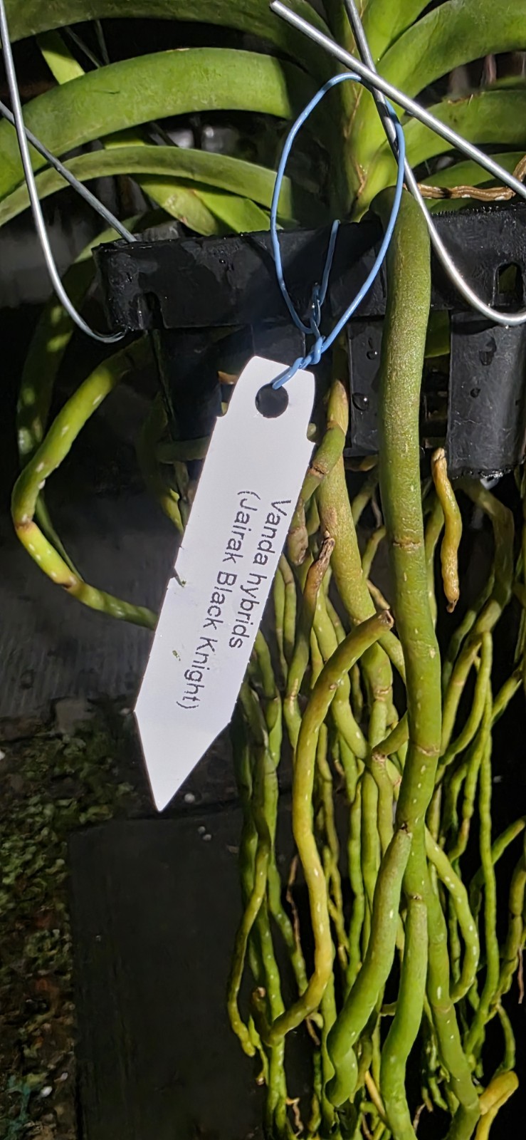 Vanda Jairak Black Knight Bs Highly Fragrant Almost Black Flowers (Mericlone)