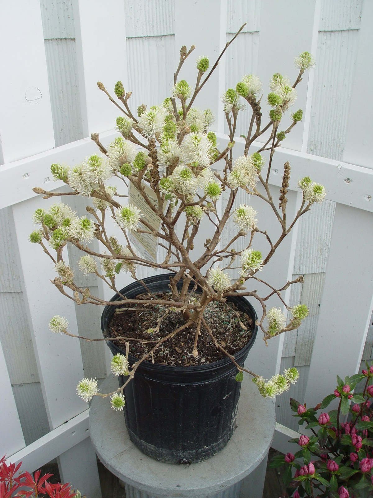 Green Promise Farms Fothergilla Major Mt. Airy Fothergilla Shrub White Flowers