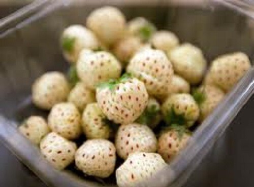 Strawberry “Pineberry” 100+ seeds for propagation