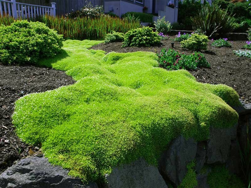 Scotch Moss (Sagina Subulata Aurea) Low-Growing Evergreen Groundcover