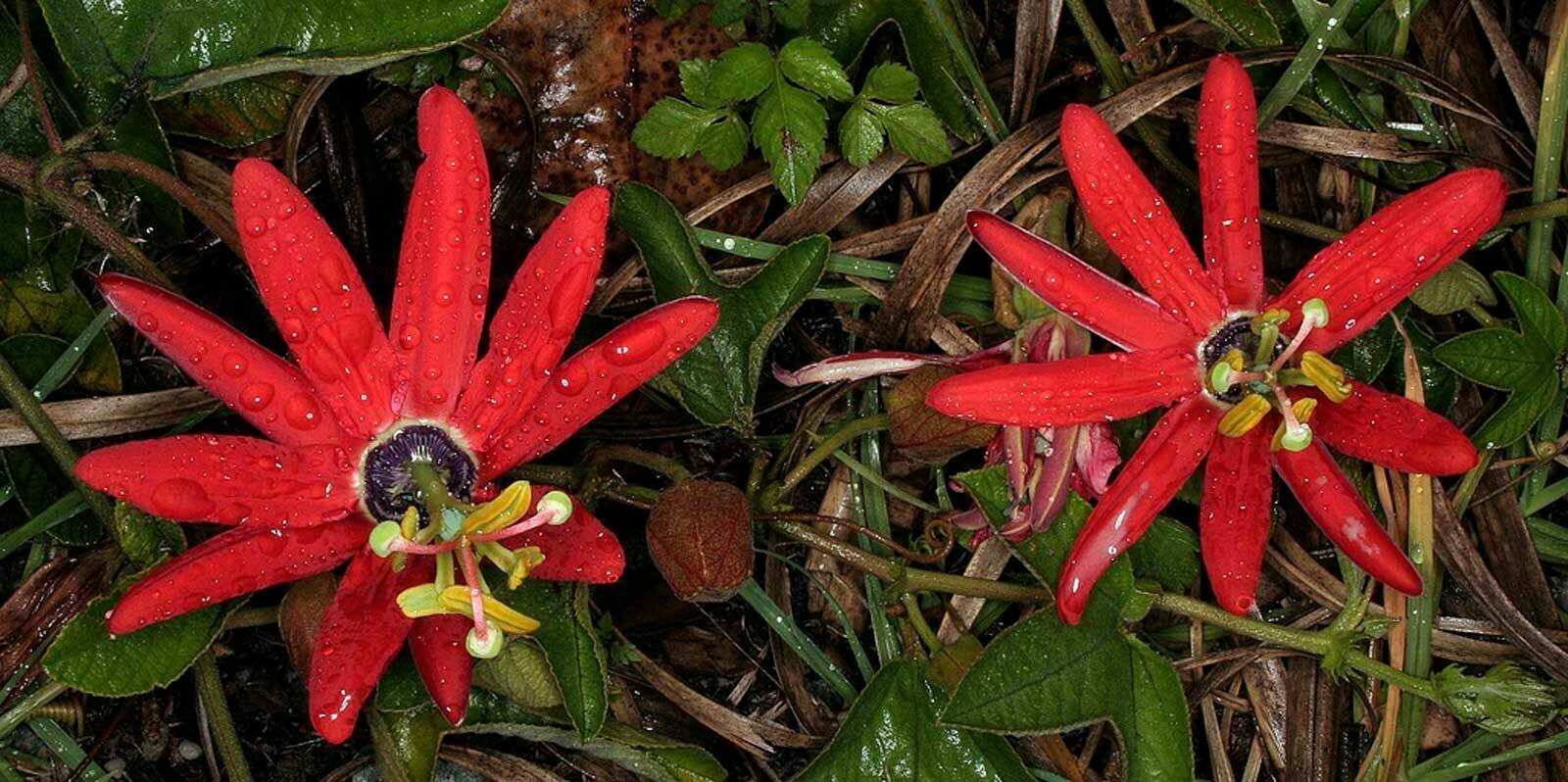 Passiflora manicata | Red Passion Flower| 10_Seeds