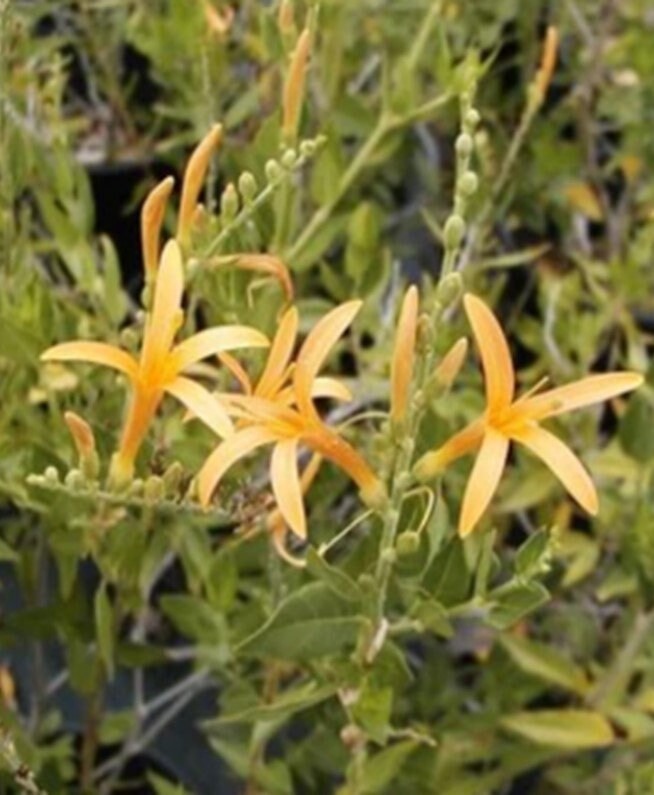 Flame Acanthus ‘Benny’s Gold’ Live 1 Gallon Plant, Fully Rooted