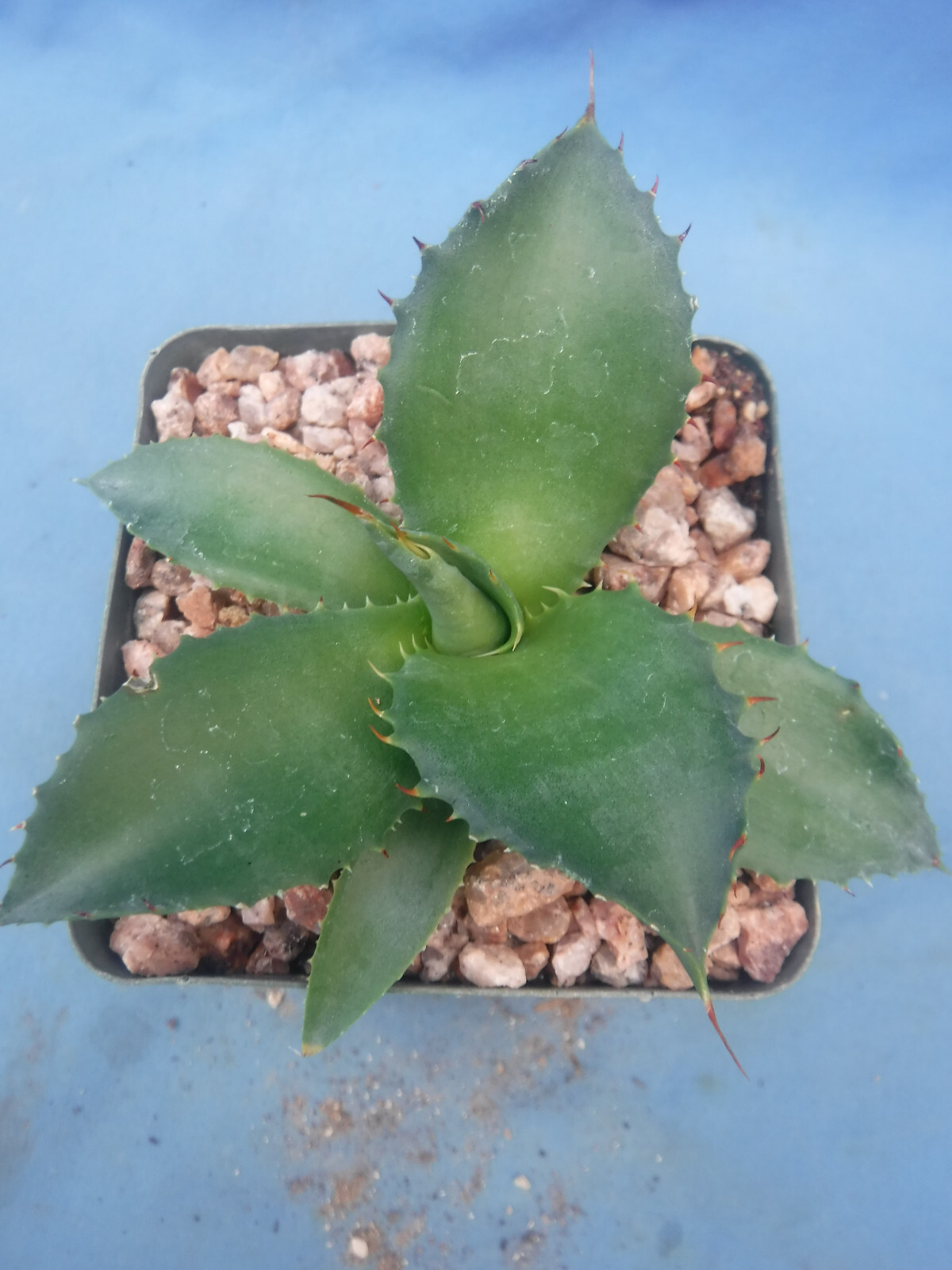 Agave “ShawPot” Starter Plant! HUGE Red Teeth! Incredible Hybrid! RARE! 3″-4″ Wd