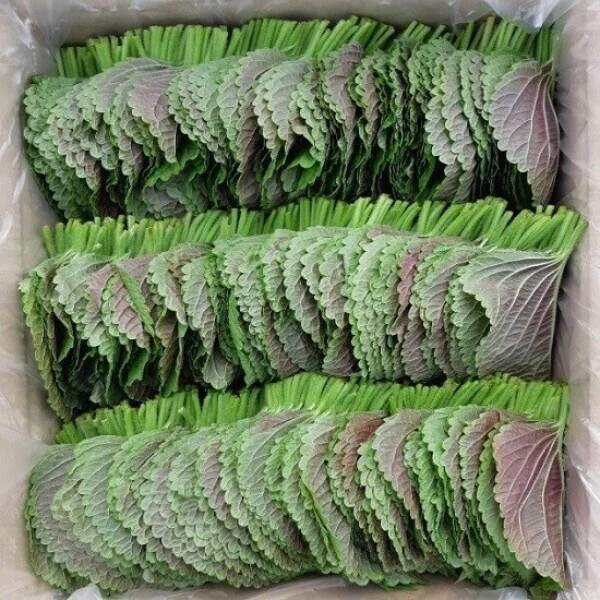 Korean Shiso Herb Seeds (Perilla) – 70 Days – Warm Season Annual by Mai’s Family