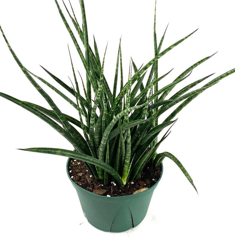 Rare Snake Plant Sansevieria Fernwood Mikado Live 6 Inch Pot 14-17 Inch Tall