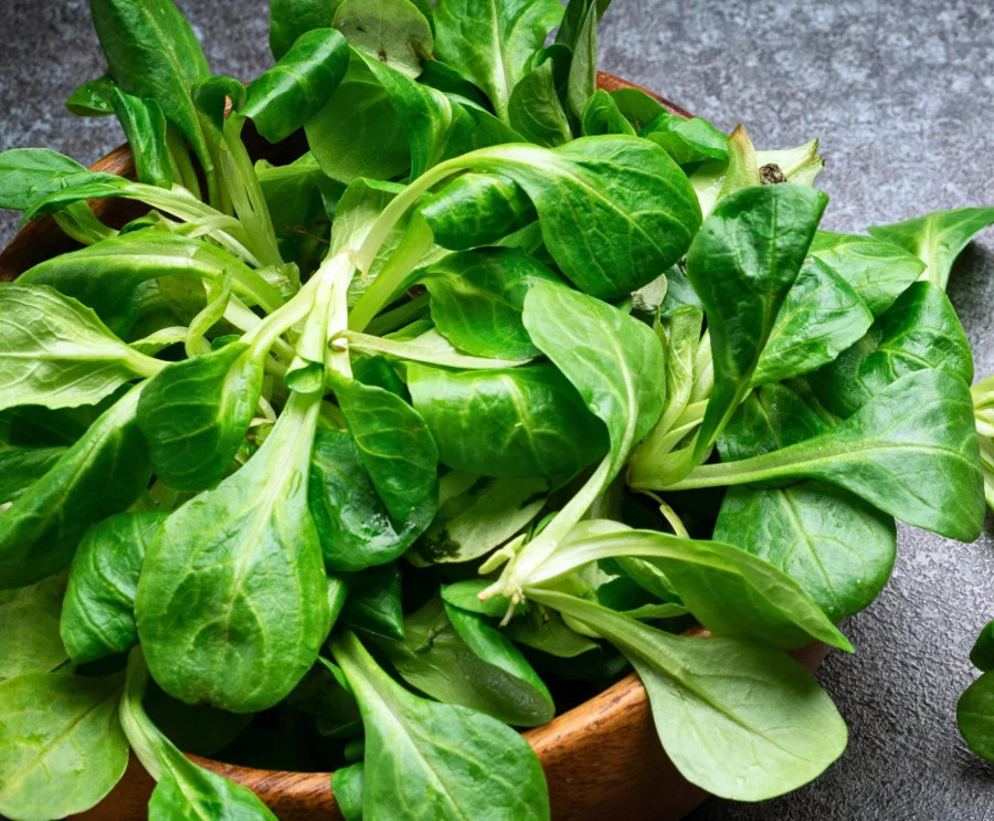 Dutch Corn Salad Seeds (Mache or Lamb’s Lettuce) | Spinach Fall Garden Seed 2024