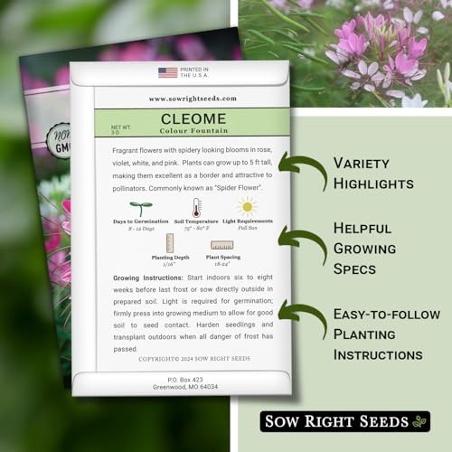 – Colour Fountain Cleome Seeds for Planting Outdoors – Spider Flower – Non 2