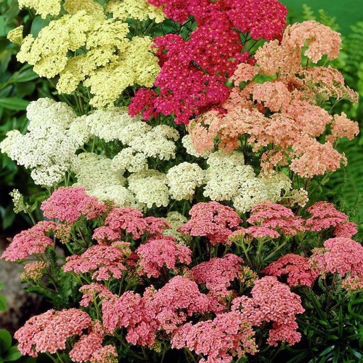100+ Yarrow COLORADO Mix Seeds | Perennial Wildflower Xeriscaping Non-GMO USA
