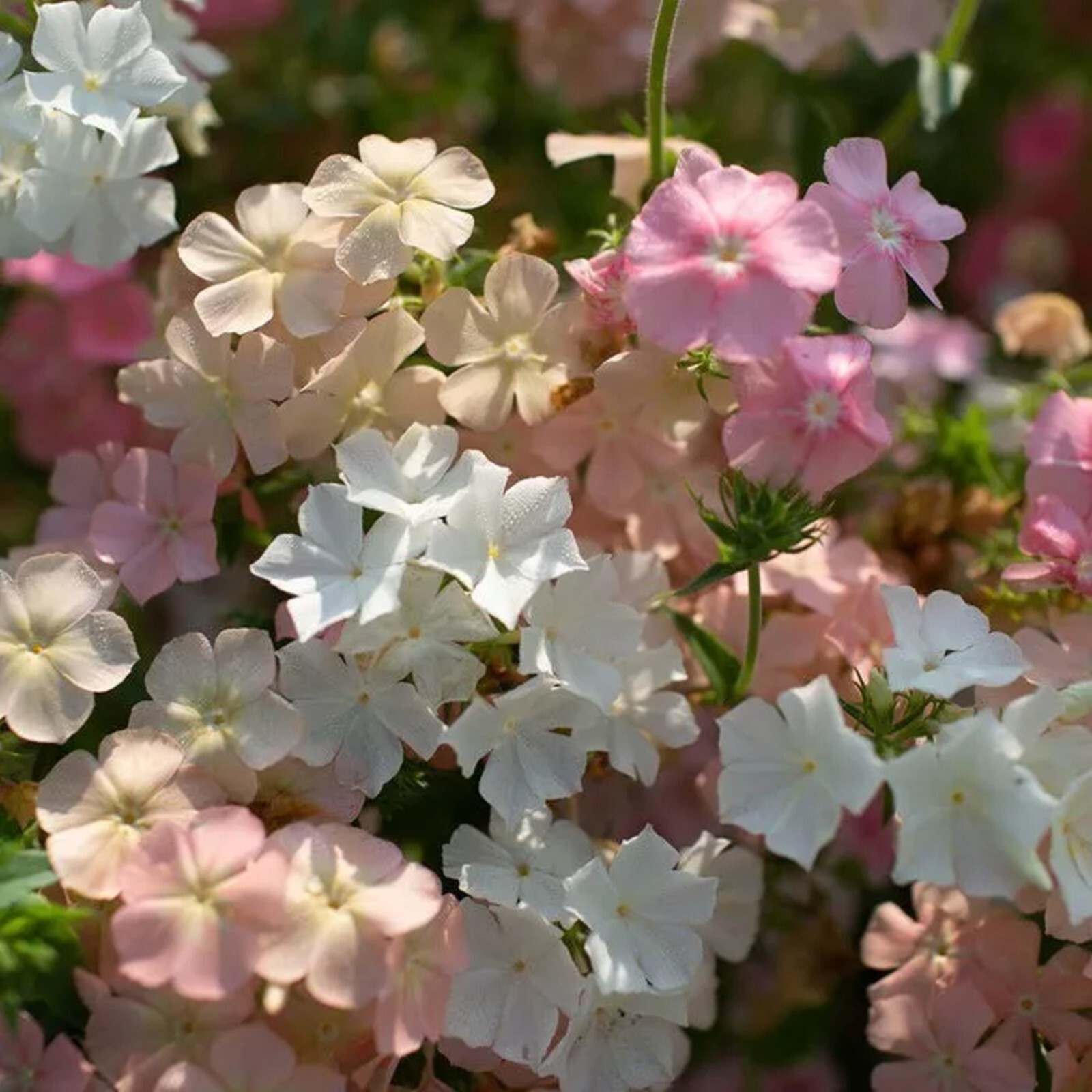 50 Phlox of Sheep Phlox Seeds Flower Perennial Seed Flowers Butterfly US SELLER