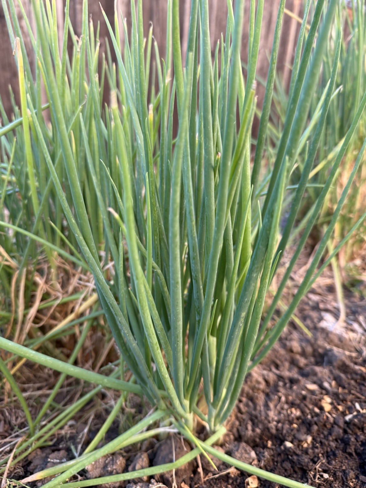 I’itoi Multiplying Onion – 10 Bulbs Per Order
