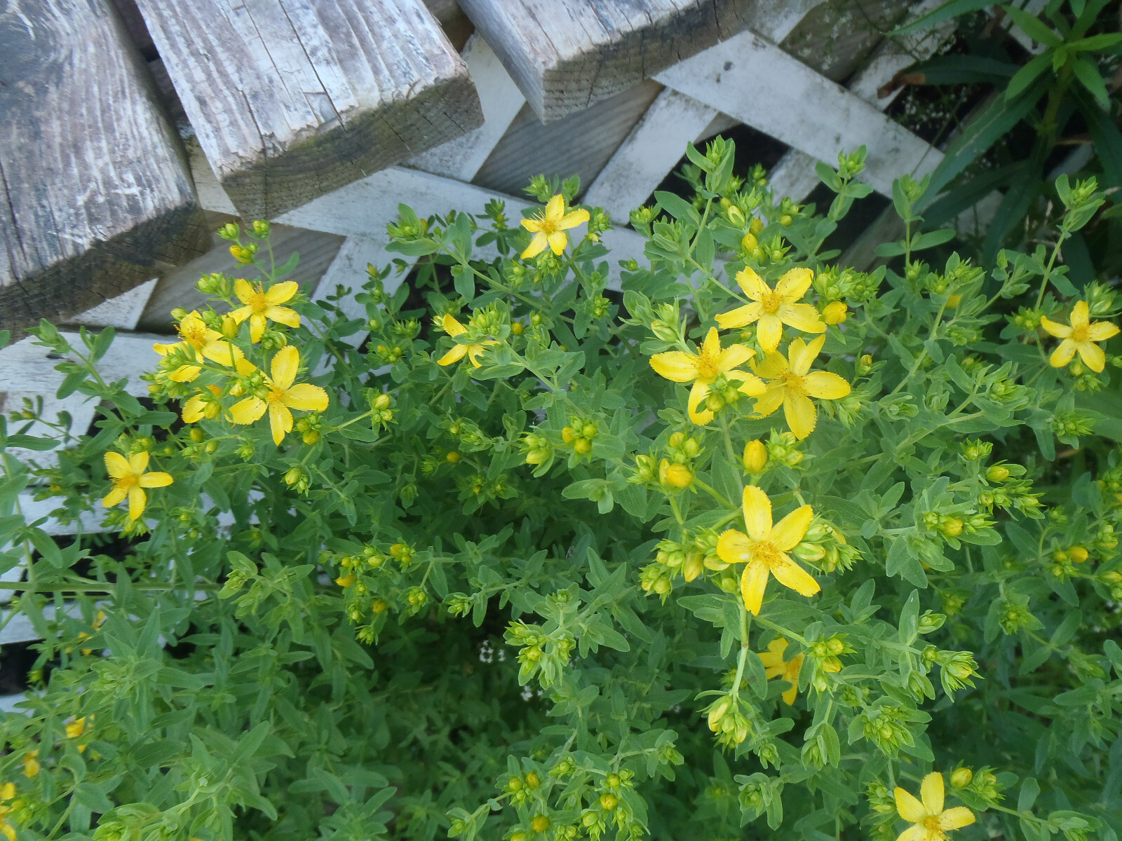 St John’s-wort Hyperion 15 Plants in 3-1/2 inch Pots