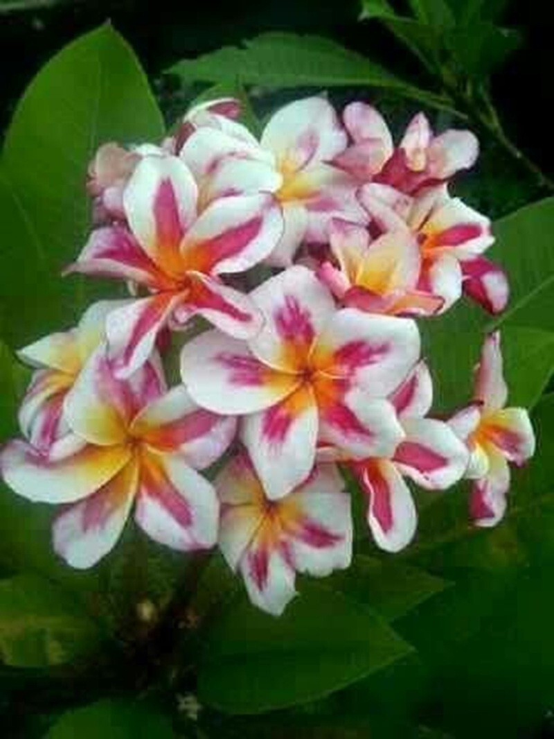 5 Pink Yellow White Plumeria Seeds Plants Flower Hawaiian Perennial Bloom Seed