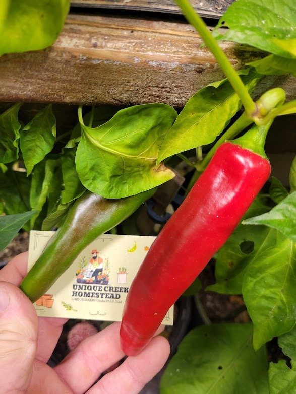 Numex 6-4 Heritage Hatch 25 Pepper Seeds 1,500+ Scoville SHU Mild Chili