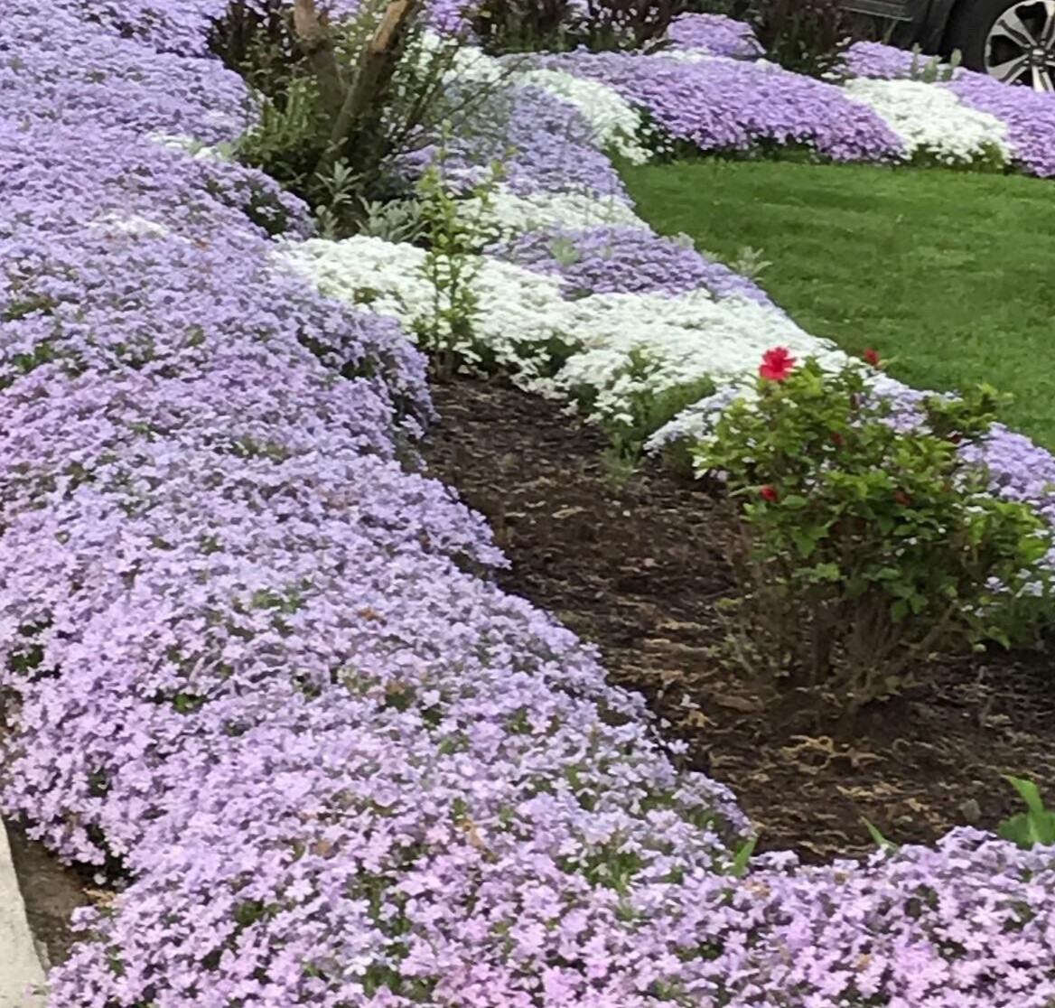 6 Deer Proof Perennial Plants Creeping Phlox Lavender Ground Cover