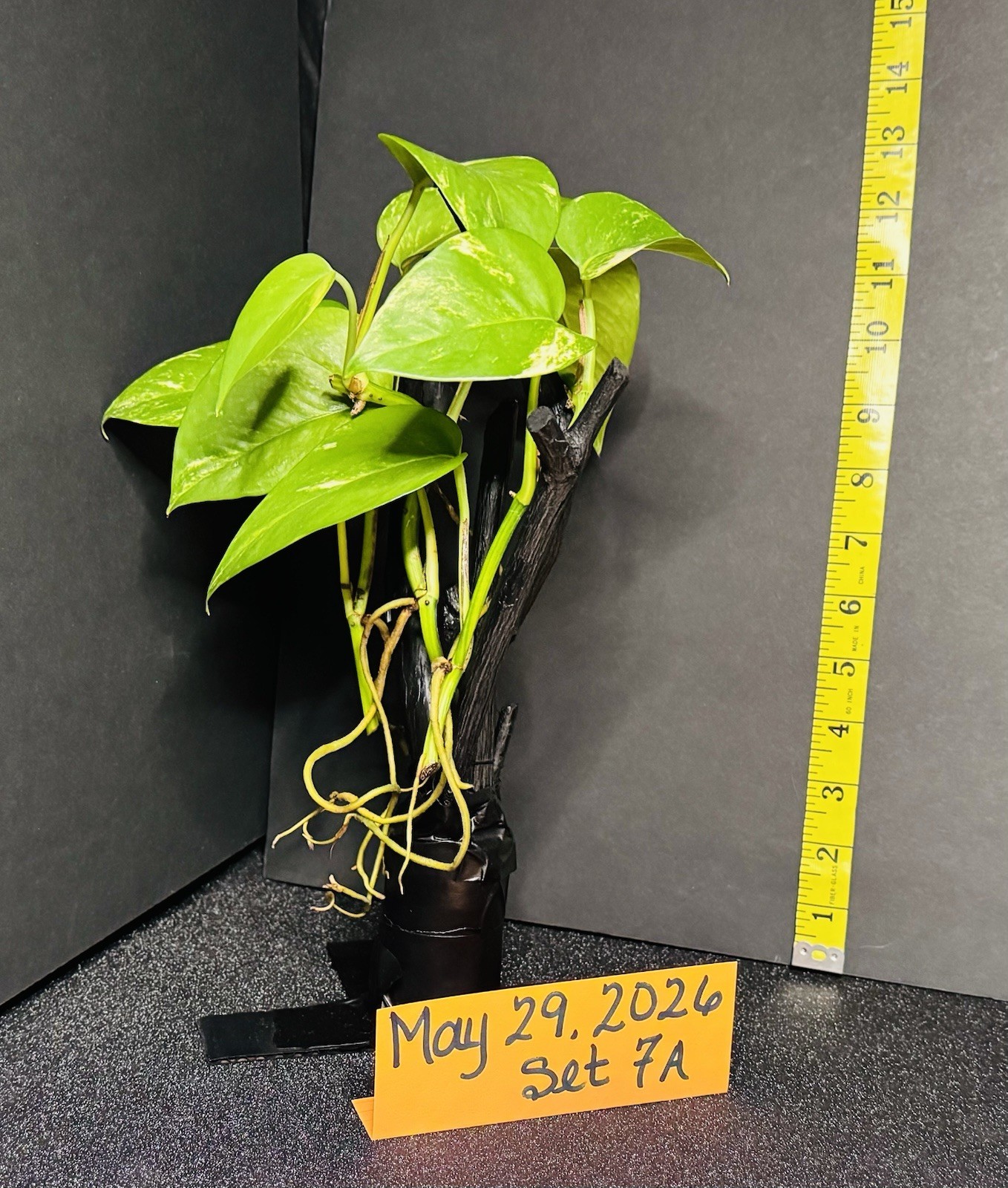 Live Plants With Strong, Healthy Roots