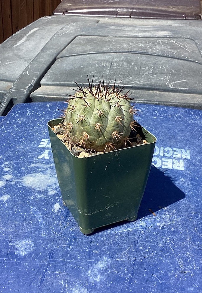 Beautiful Copiapoa Cinerea -Blk Spines- RARE! (Own Roots) -Sold Potted