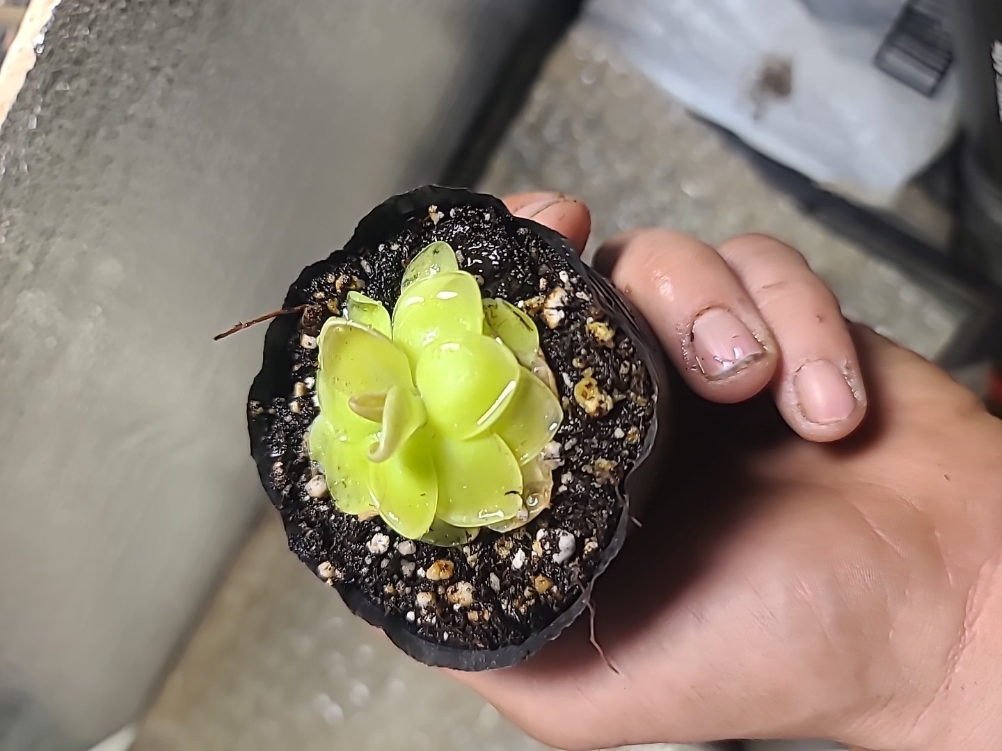 Pinguicula moranensis