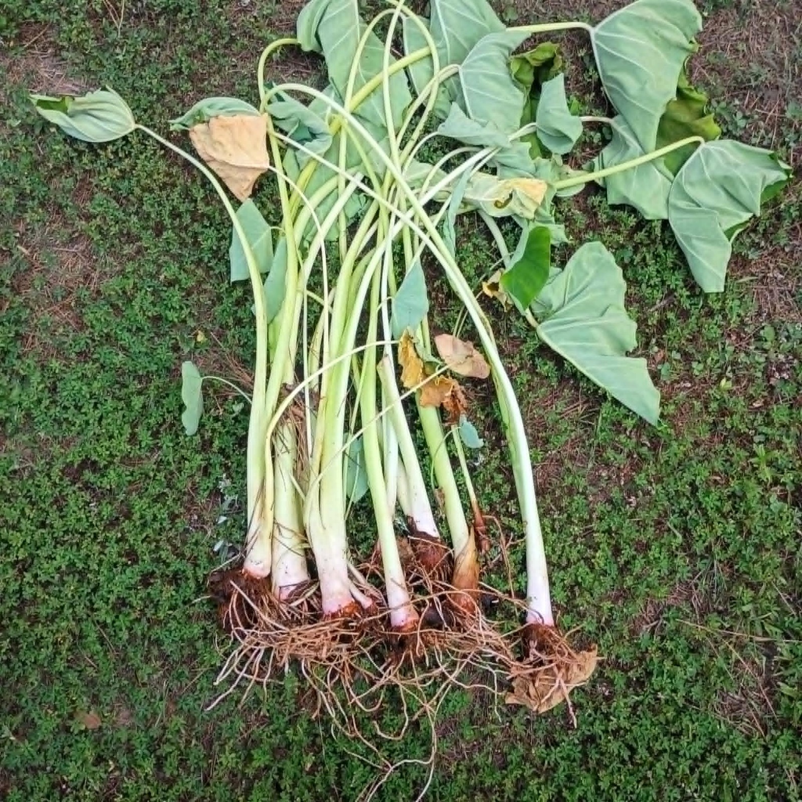 LOT OF 6 Elephant Ear Root Live Plants Tropical Colocasia Large Green Foliage