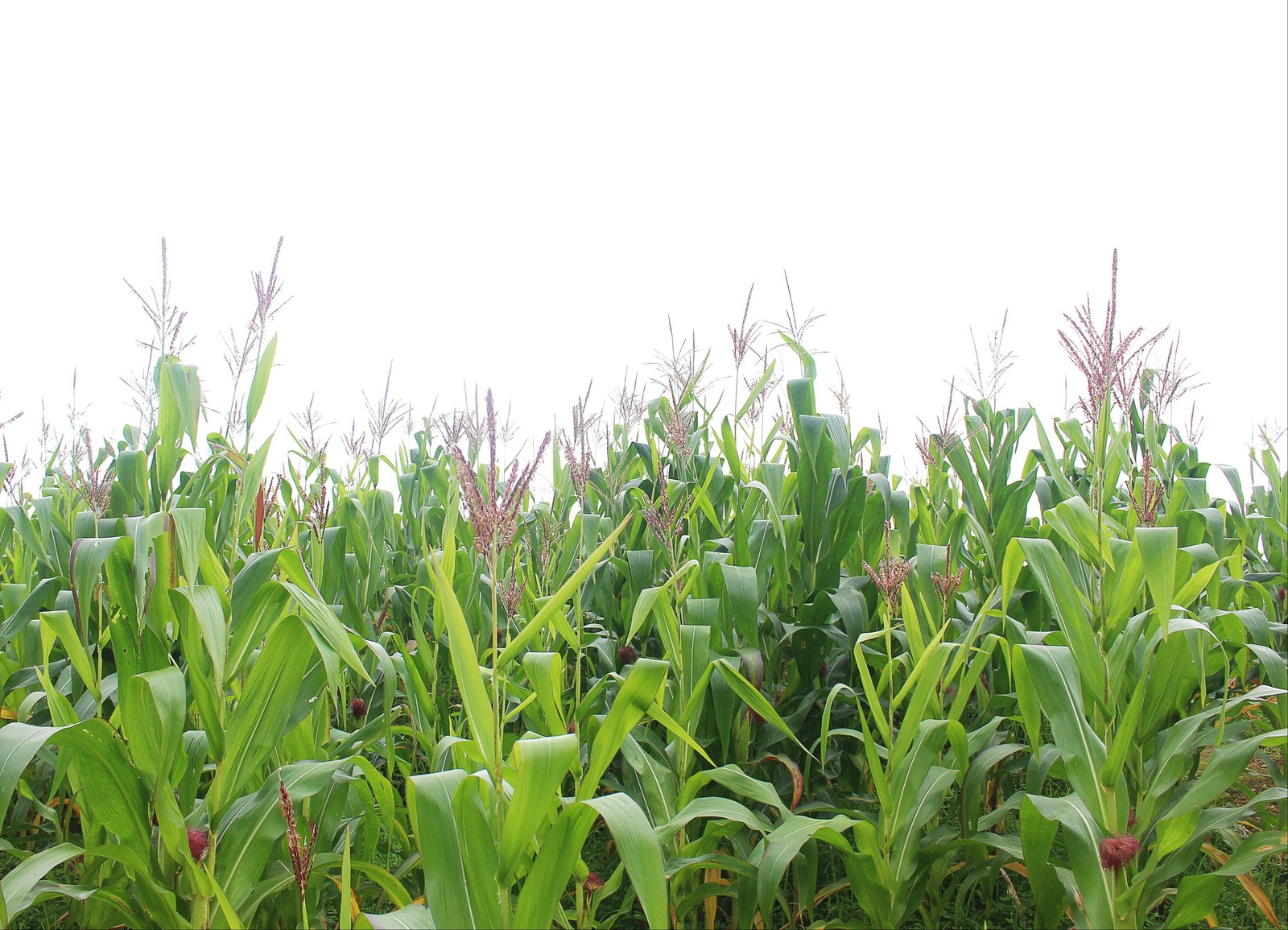 50 Miniature CUTIE POPS POPCORN Corn Multicolored Mini Mix Zea Mays Seeds