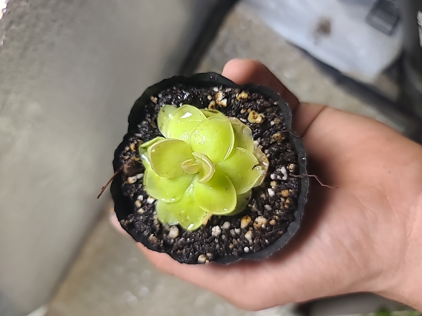 Pinguicula moranensis