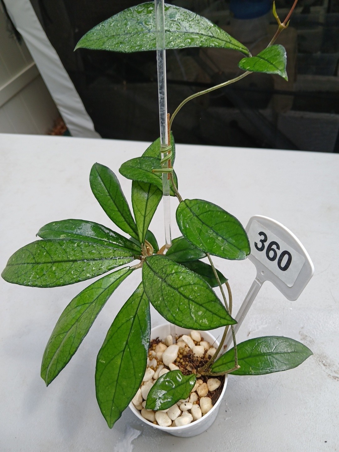 #360- Hoya CRASSIPETIOLATA Green LIVE PLANT,