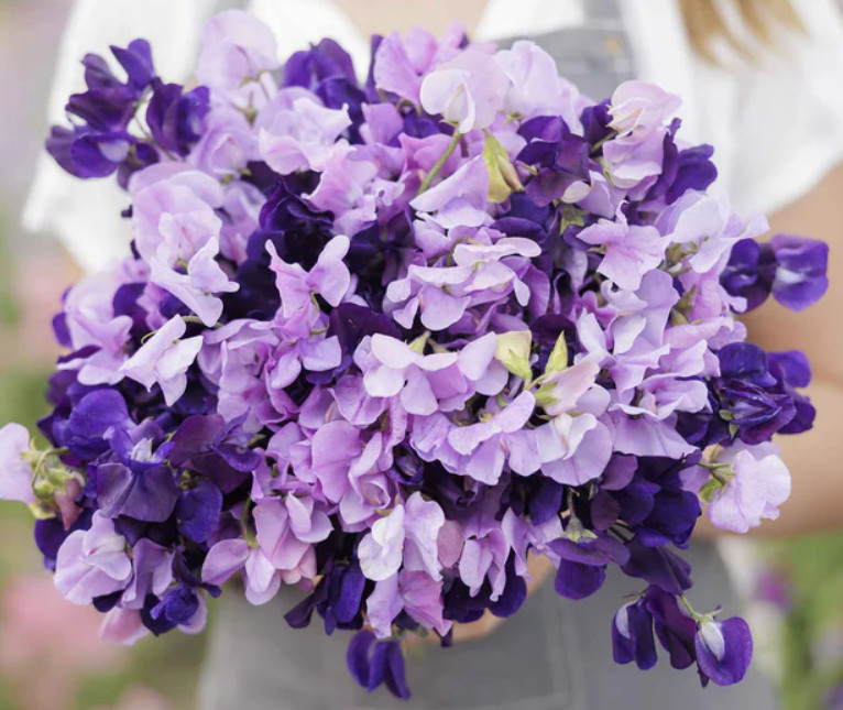 Sweet Pea PURPLE MIX Fragrant Climbing Vine Purple Flowers Non-GMO 15 Seeds!