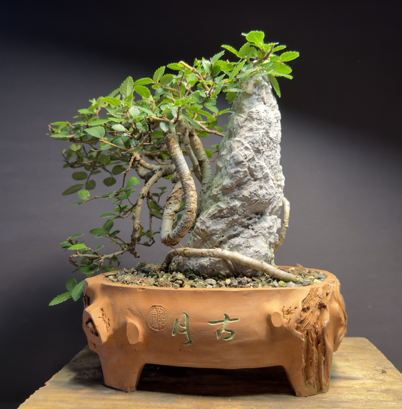 Bonsai Tree Dragon Style Chinese Elm root over rock 9.5” tall Chinese Pot