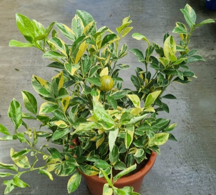 Variegated Calamondin Semi-Dwarf Tree 24″H Indoor Citrus Live Starter Plant