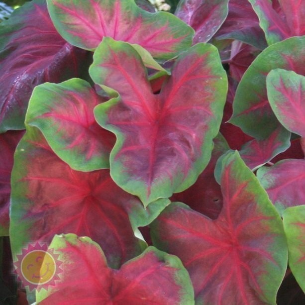 5 Fancy-Leaf CALADIUM Bulbs~BUCK~Two-Tone Red w/Green Margins~FREE SHIPPING
