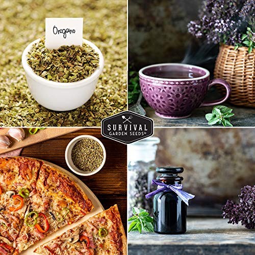 Oregano Seeds for Planting – Origanum Vulgare Culinary Herb for Italian 1