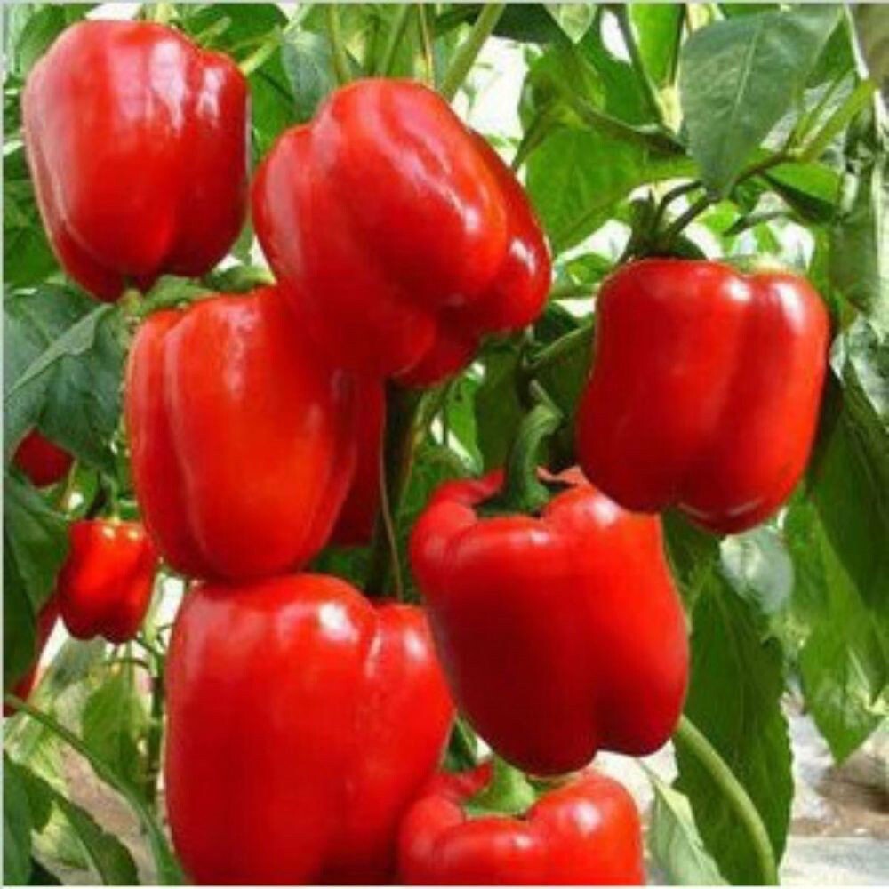 50+ Premium Big Red Sweet Bell Pepper Seeds – Very Sweet When Fresh #10