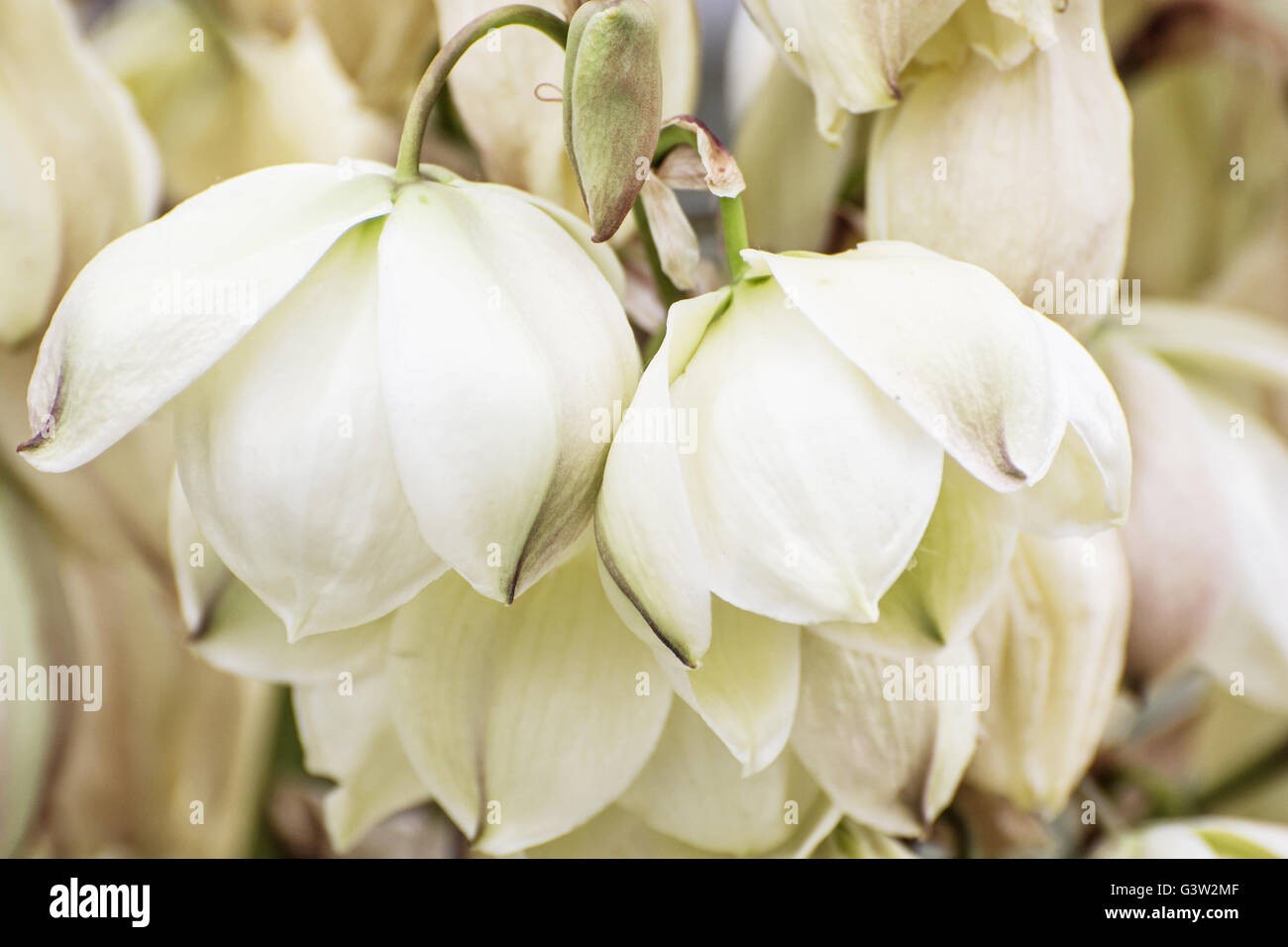 Yucca Whippiei aka Our Lords Candle 10 Seeds Free Shipping!