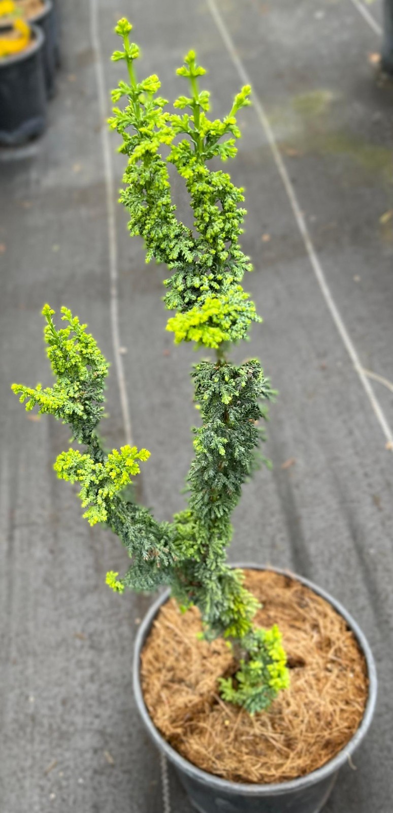 Chamaecyparis obtusa ‘Chirimen’ (Chirimen Hinoki Cypress), one gallon