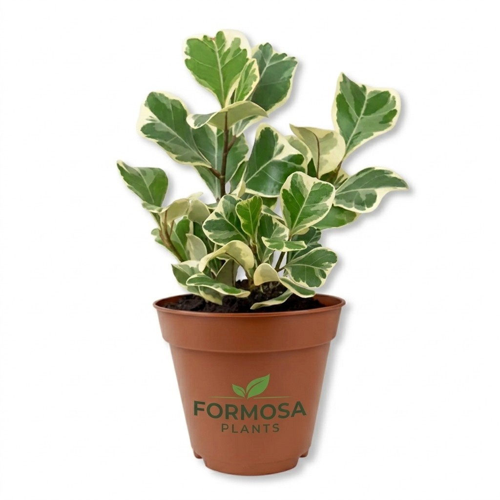 Triangle Ficus Tree-1 Live Plant in a 2 Inch Pot-Ficus triangularis