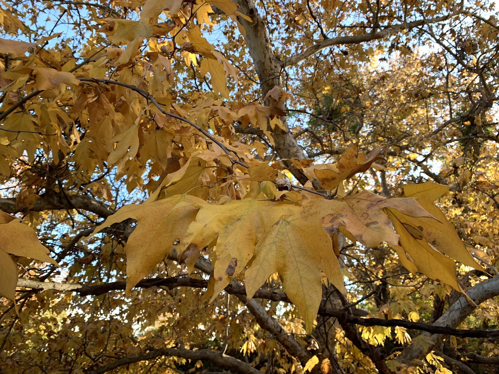 California Sycamore, Platanus Racemosa Nutt – 200 Seeds 2023 – USA Seller